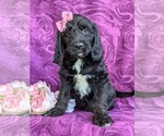 Small Photo #1 Labradoodle Puppy For Sale in KINZERS, PA, USA
