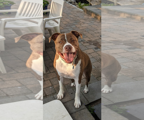 Medium Photo #27 Mutt Puppy For Sale in Woodbury, NY, USA