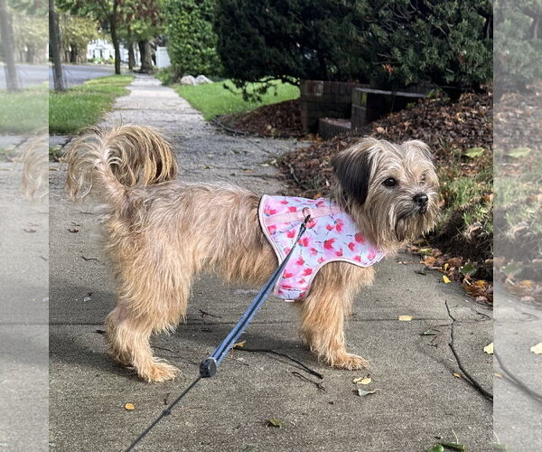 Medium Photo #3 Mutt Puppy For Sale in Allentown,, PA, USA