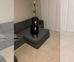 Small #1 Labrador Retriever Mix