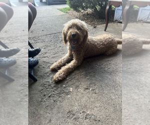 Goldendoodle-Labrador Retriever Mix Puppy for sale in SPARTANBURG, SC, USA