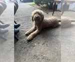 Small Goldendoodle-Labrador Retriever Mix