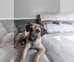 Small #7 Black Mouth Cur-Labrador Retriever Mix