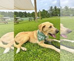 Small #13 Anatolian Shepherd-Labrador Retriever Mix