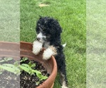 Small #5 Miniature Bernedoodle