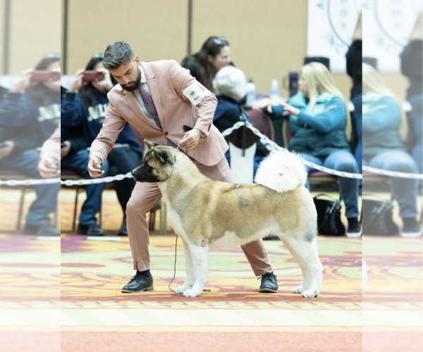 Medium Photo #1 Akita Puppy For Sale in GEORGETOWN, TX, USA