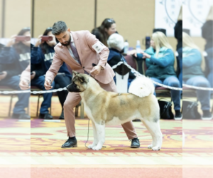 Mother of the Akita puppies born on 09/25/2025