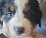 Small #3 Bernese Mountain Dog