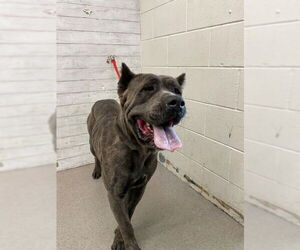 Mutt Dogs for adoption in San Bernardino, CA, USA