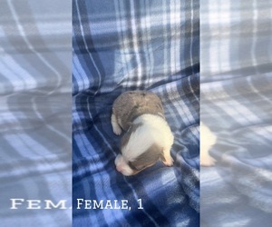 Pembroke Welsh Corgi Puppy for sale in PARSONS, KS, USA