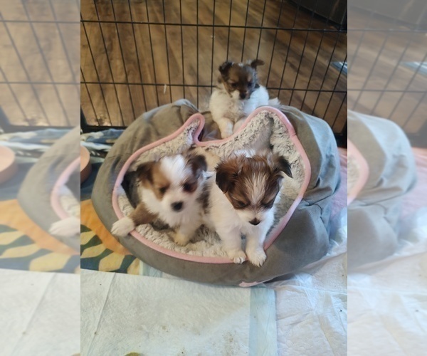 Medium Photo #15 Biewer Terrier-Pomeranian Mix Puppy For Sale in ESTILL SPRINGS, TN, USA