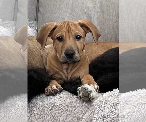 Medium Photo #2 Labrador Retriever-Unknown Mix Puppy For Sale in LAKE ST LOUIS, MO, USA
