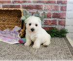 Image preview for Ad Listing. Nickname: Delight
