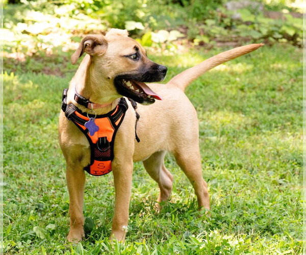 Medium Photo #9 Boxer-Unknown Mix Puppy For Sale in Ellijay, GA, USA