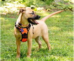 Small #8 Boxer Mix
