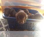 Small Photo #6 Labrador Retriever Puppy For Sale in PARK CITY, KS, USA