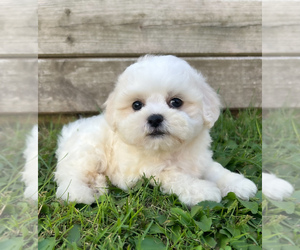 Zuchon Puppy for sale in FAIRBANK, IA, USA