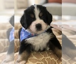 Small Photo #8 Bernese Mountain Dog Puppy For Sale in FLEMING ISLAND, FL, USA