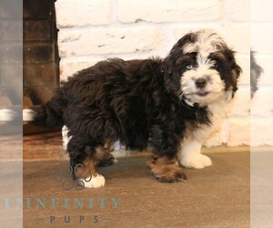 Bernedoodle (Miniature) Puppy for sale in NARVON, PA, USA