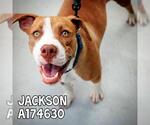 Small #1 American Pit Bull Terrier Mix