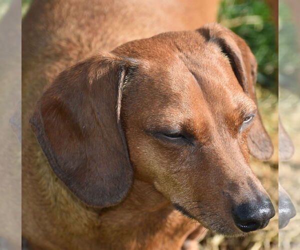 Medium Photo #2 Dachshund Puppy For Sale in Shelbyville, TN, USA