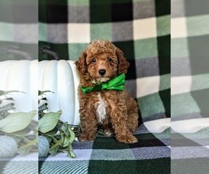 Poodle (Toy) Puppy for sale in KIRKWOOD, PA, USA