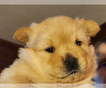 Puppy 5 Chow Chow