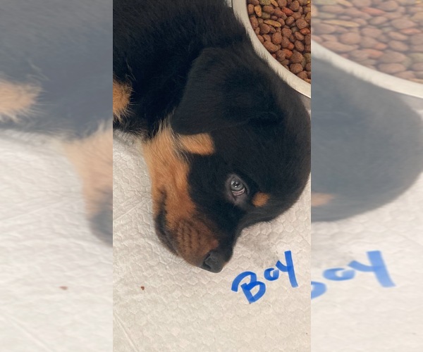 Medium Photo #7 Rottweiler Puppy For Sale in SHELBYVILLE, IL, USA