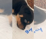 Small Photo #7 Rottweiler Puppy For Sale in SHELBYVILLE, IL, USA