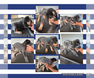 Bluetick Coonhound Puppy for Sale in GREELEY, Colorado USA