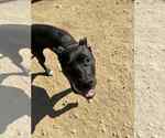 Small #1 American Pit Bull Terrier-Staffordshire Bull Terrier Mix