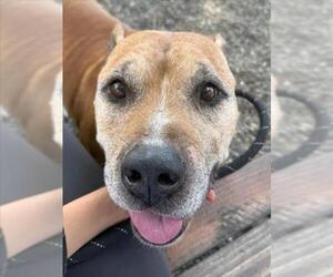 Mutt Dogs for adoption in Woodland, CA, USA