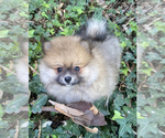 Small Photo #5 Pomeranian Puppy For Sale in HUNTINGTON BEACH, CA, USA
