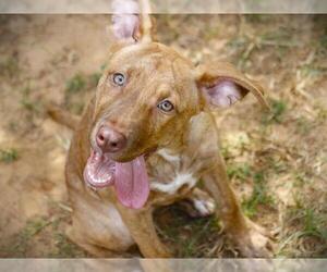 American Staffordshire Terrier-Unknown Mix Dogs for adoption in Tallahassee, FL, USA