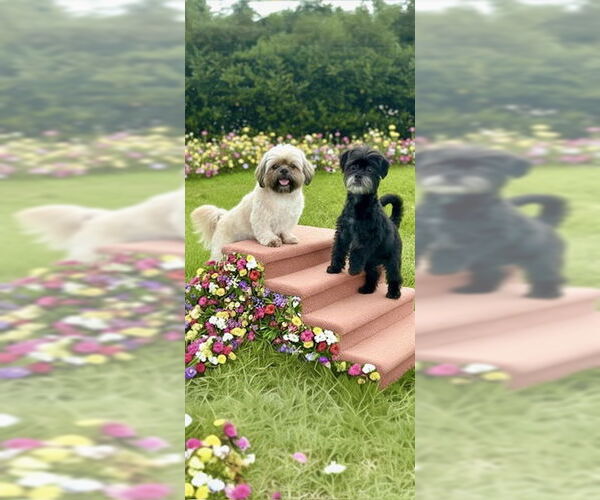 Medium Photo #3 Shih Tzu Puppy For Sale in Weston, FL, USA