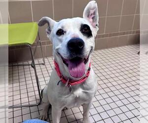 American Staffordshire Terrier Dogs for adoption in Denver, CO, USA