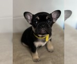 Small Photo #4 French Bulldog Puppy For Sale in IPSWICH, MA, USA