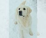 Small #31 Labrador Retriever