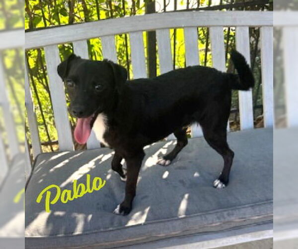 Medium Photo #2 Jack Chi Puppy For Sale in HOUSTON, TX, USA