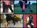 Small Photo #1 Poodle (Standard) Puppy For Sale in HOISINGTON, KS, USA