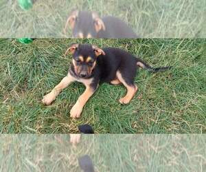 Dutch Shepherd Dog Puppy for sale in BATTLE GROUND, WA, USA