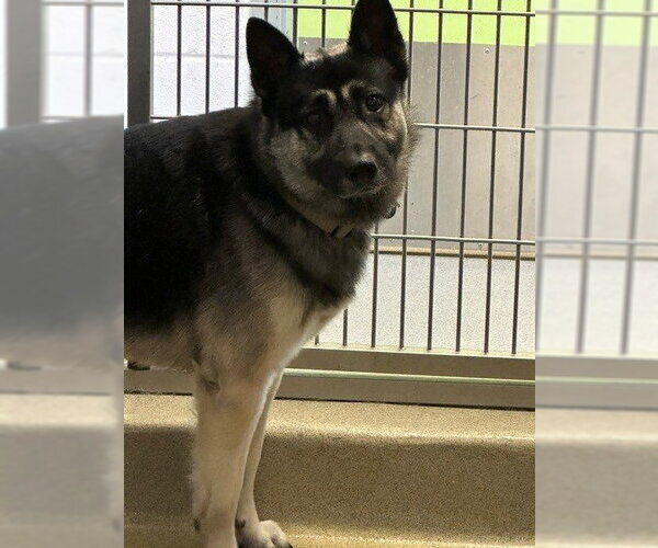 Medium Photo #1 German Shepherd Dog Puppy For Sale in Rancho Cucamonga, CA, USA