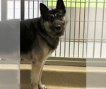 Small German Shepherd Dog