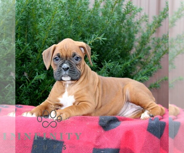 Medium Photo #2 Boxer Puppy For Sale in QUARRYVILLE, PA, USA