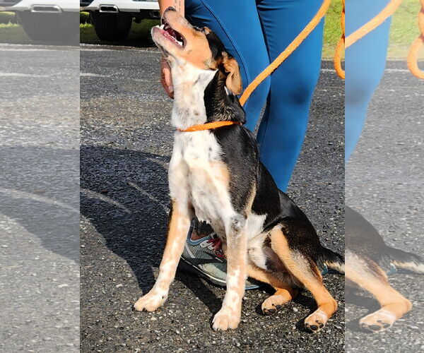 Medium Photo #2 Labrador Retriever-Unknown Mix Puppy For Sale in Rockaway, NJ, USA