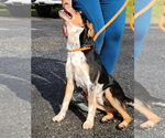 Small #1 Labrador Retriever Mix