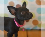 Small #2 Rat-Cha