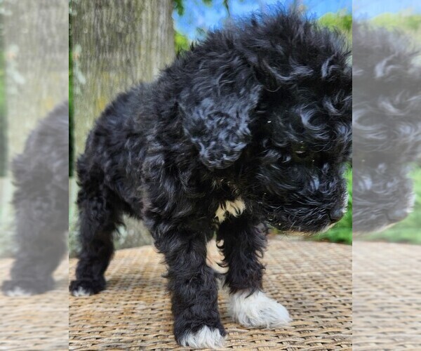 Medium Photo #6 Aussiedoodle Puppy For Sale in COLUMBIA, TN, USA