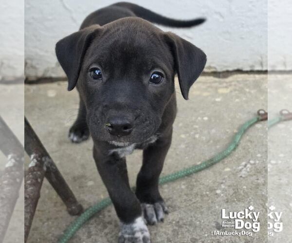 Medium Photo #1 Labrador Retriever-Unknown Mix Puppy For Sale in Washington, DC, USA