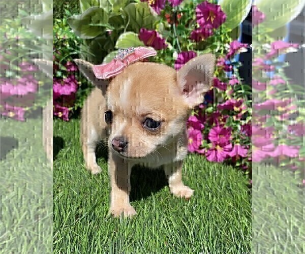 Medium Photo #14 Chihuahua Puppy For Sale in MIAMI, FL, USA